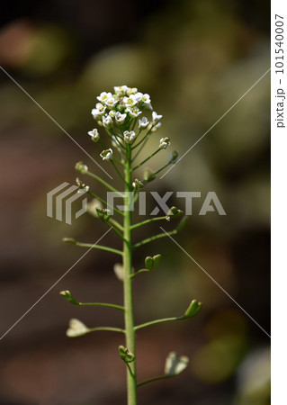 早春の野に咲くナズナの白い花 早春の野に咲くナズナの白い花 101540007