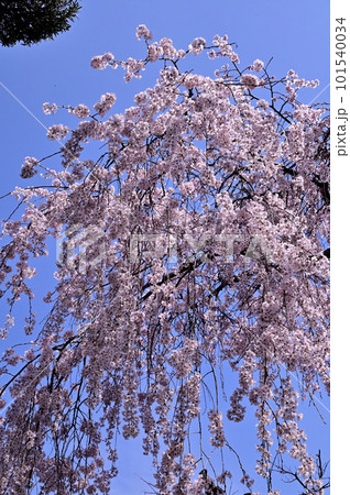 専称寺の尋源桜(枝垂れ桜) 専称寺の尋源桜(枝垂れ桜) 101540034