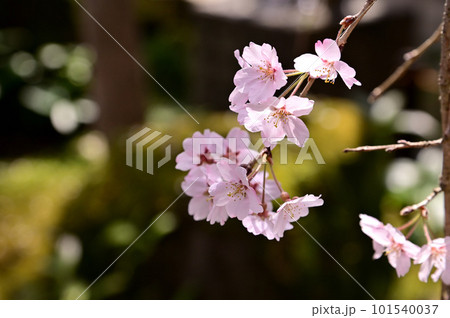専称寺の尋源桜(枝垂れ桜) 専称寺の尋源桜(枝垂れ桜) 101540037
