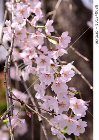 専称寺の尋源桜(枝垂れ桜) 専称寺の尋源桜(枝垂れ桜) 101540038