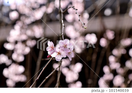 専称寺の尋源桜(枝垂れ桜) 専称寺の尋源桜(枝垂れ桜) 101540039