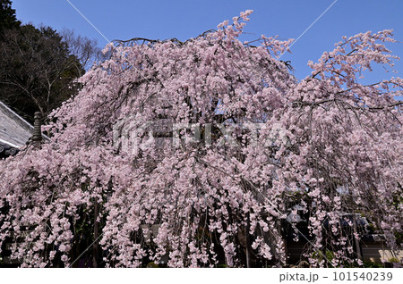 専称寺の尋源桜（枝垂れ桜） 101540239
