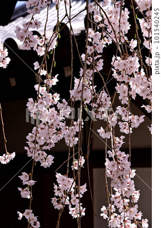 専称寺の尋源桜(枝垂れ桜) 専称寺の尋源桜(枝垂れ桜) 101540245