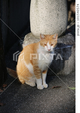 松山 石手寺の猫 松山 石手寺の猫 101540574