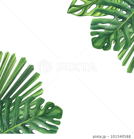 Green palm leaves. Monstera Likuala Jungle tropical exotic foliage. Hand-drawn watercolor illustration isolated on white background. For design logo card poster label invitations Green palm leaves. Monstera Likuala Jungle tropical exotic foliage. Hand-drawn watercolor illustration isolated on white background. For design logo card poster label invitations 101540588