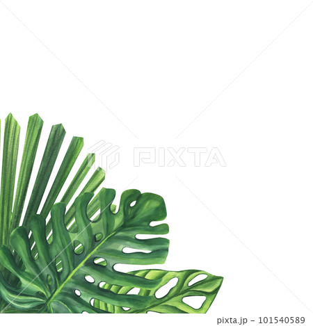 Green palm leaves. Monstera Likuala Jungle tropical exotic foliage. Hand-drawn watercolor illustration isolated on white background. For design logo card poster label invitations Green palm leaves. Monstera Likuala Jungle tropical exotic foliage. Hand-drawn watercolor illustration isolated on white background. For design logo card poster label invitations 101540589