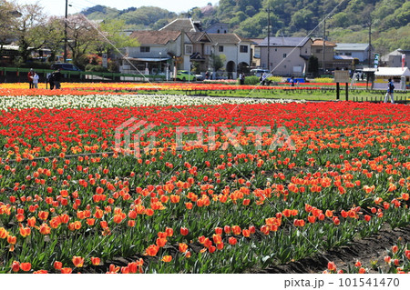 はむら花と水のまつり チューリップまつり はむら花と水のまつり チューリップまつり 101541470