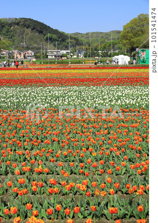 はむら花と水のまつり　チューリップまつり 101541474
