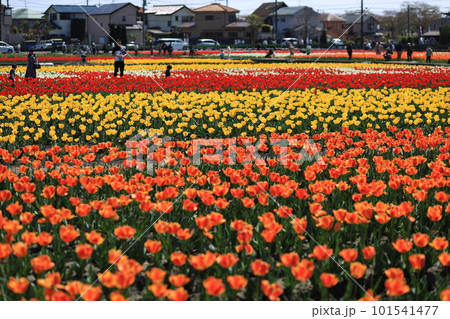 はむら花と水のまつり チューリップまつり はむら花と水のまつり チューリップまつり 101541477