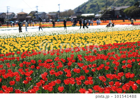 はむら花と水のまつり　チューリップまつり 101541488