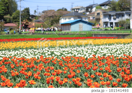 はむら花と水のまつり　チューリップまつり 101541493