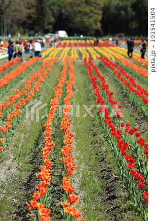 はむら花と水のまつり　チューリップまつり 101541504
