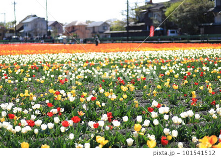 はむら花と水のまつり チューリップまつり はむら花と水のまつり チューリップまつり 101541512