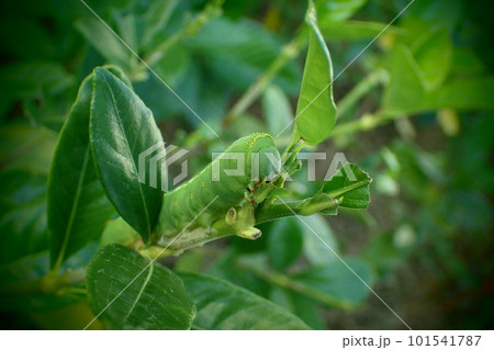 青虫 青虫 101541787