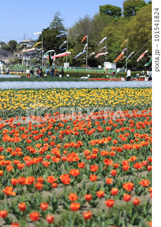 はむら花と水のまつり　チューリップまつり 101541824