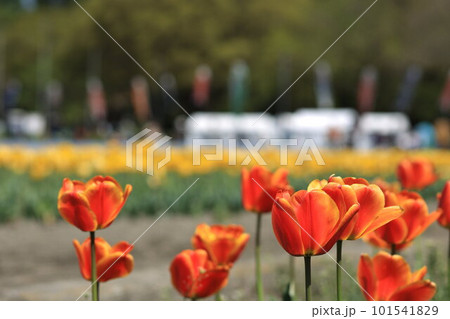 はむら花と水のまつり　チューリップまつり 101541829