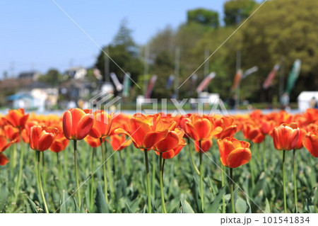 はむら花と水のまつり　チューリップまつり 101541834