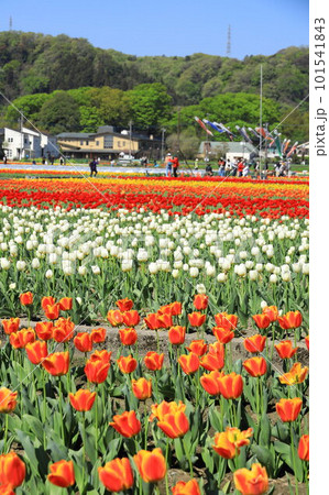 はむら花と水のまつり チューリップまつり はむら花と水のまつり チューリップまつり 101541843