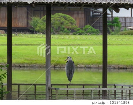 岡山後楽園 沢の池に佇むアオサギ 101541893