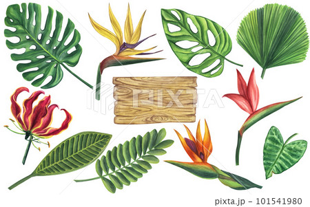 Set tropical leaves flowers. Monstera Likuala Gloriosa Zamia Strelitzia. Jungle exotic. Hand-drawn watercolor illustration isolated on white background. For design logo card poster label invitations 101541980
