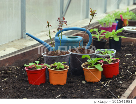 Still life with seedlings and sprouts of vegetables and flowers plants in pots with watering can in greenhouse, gardening and farming concept. Vintage background Still life with seedlings and sprouts of vegetables and flowers plants in pots with watering can in greenhouse, gardening and farming concept. Vintage background 101541981