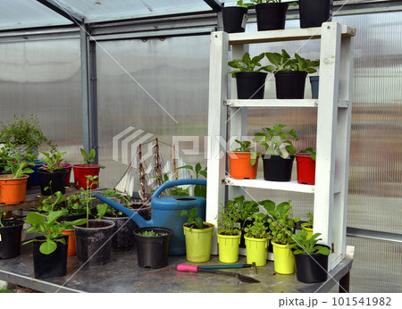 Still life with seedlings and sprouts of vegetables and flowers plants in pots with watering can in greenhouse, gardening and farming concept. Vintage background 101541982