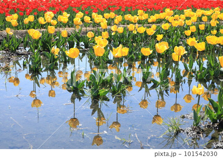 はむら花と水のまつり チューリップまつり はむら花と水のまつり チューリップまつり 101542030
