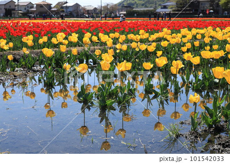はむら花と水のまつり チューリップまつり はむら花と水のまつり チューリップまつり 101542033