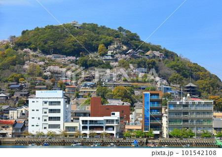 【広島県】向島から見た桜が満開の千光寺公園(尾道) 【広島県】向島から見た桜が満開の千光寺公園(尾道) 101542108