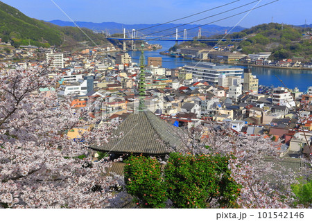 【広島県】桜が満開の天寧寺(三重塔)と尾道の町並み 【広島県】桜が満開の天寧寺(三重塔)と尾道の町並み 101542146