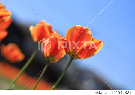 はむら花と水のまつり　チューリップまつり 101542325