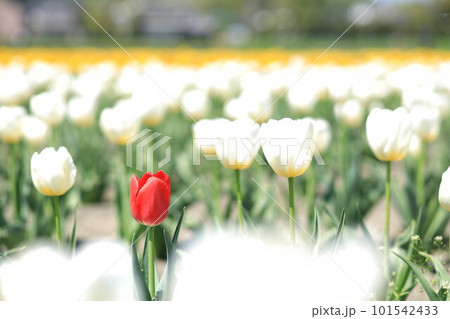はむら花と水のまつり チューリップまつり はむら花と水のまつり チューリップまつり 101542433
