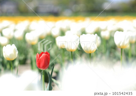 はむら花と水のまつり　チューリップまつり 101542435
