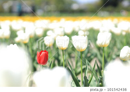 はむら花と水のまつり　チューリップまつり 101542436