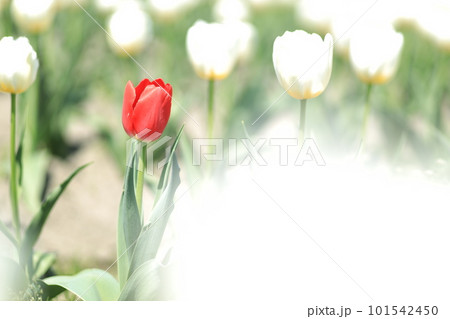 はむら花と水のまつり　チューリップまつり 101542450