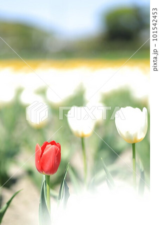 はむら花と水のまつり　チューリップまつり 101542453