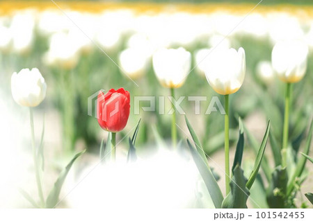 はむら花と水のまつり　チューリップまつり 101542455