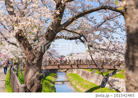 春の山崎川 四季の道、満開の桜〈愛知県名古屋市〉 春の山崎川 四季の道、満開の桜〈愛知県名古屋市〉 101542465