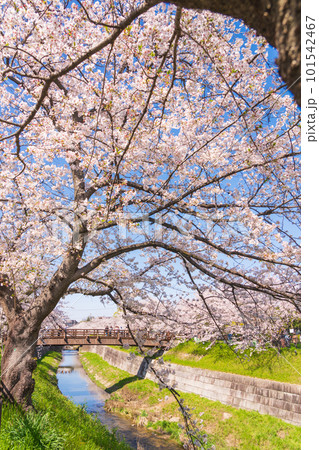 春の山崎川 四季の道、満開の桜〈愛知県名古屋市〉 春の山崎川 四季の道、満開の桜〈愛知県名古屋市〉 101542467