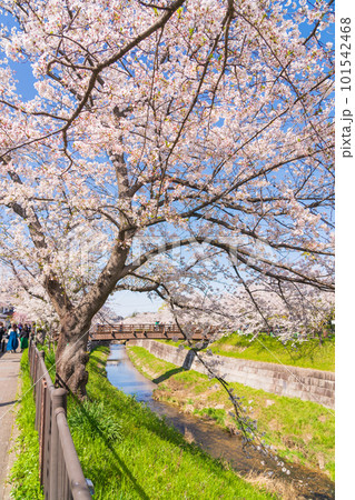 春の山崎川 四季の道、満開の桜〈愛知県名古屋市〉 春の山崎川 四季の道、満開の桜〈愛知県名古屋市〉 101542468