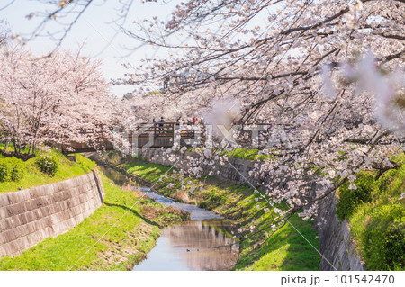 春の山崎川 四季の道、満開の桜〈愛知県名古屋市〉 101542470