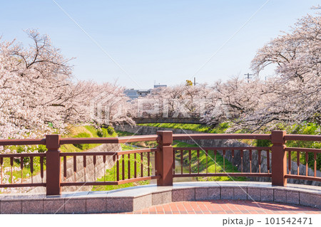 春の山崎川 四季の道、満開の桜〈愛知県名古屋市〉 101542471
