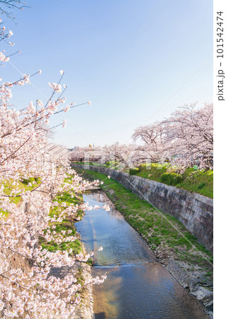 春の山崎川 四季の道、満開の桜〈愛知県名古屋市〉 春の山崎川 四季の道、満開の桜〈愛知県名古屋市〉 101542474