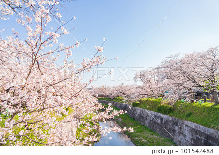 春の山崎川 四季の道、満開の桜〈愛知県名古屋市〉 101542488