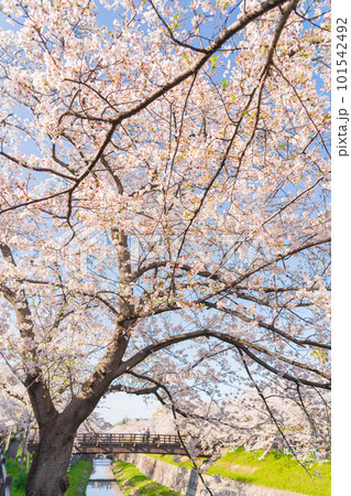 春の山崎川 四季の道、満開の桜〈愛知県名古屋市〉 春の山崎川 四季の道、満開の桜〈愛知県名古屋市〉 101542492