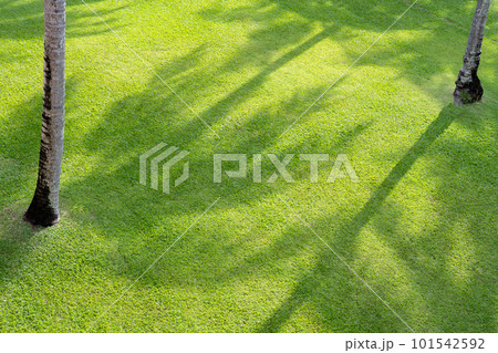shadow on short green grass in garden 101542592