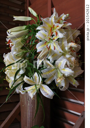 ユリの女王白い大輪の花山百合(カサブランカ)1 ユリの女王白い大輪の花山百合(カサブランカ)1 101542612