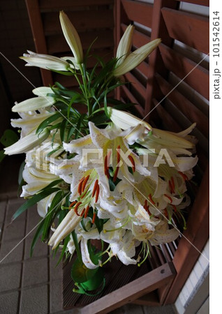 ユリの女王白い大輪の花山百合（カサブランカ）3 101542614