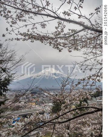 桜と富士山 桜と富士山 101542666
