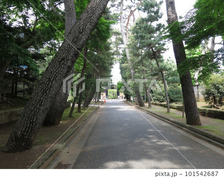 世田谷区の豪徳寺（参道の松並木と山門） 101542687